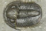 Inflated Proetid Trilobite - Jorf, Morocco #362852-1